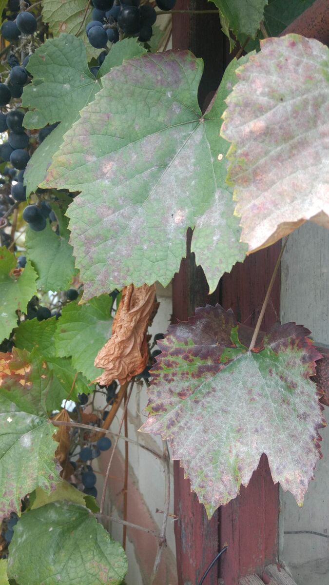 Дождь сюда не попал. Видна мука и пятна на листьяъ Не удавалслось вылечить медью и,  монофосфатом калия. 