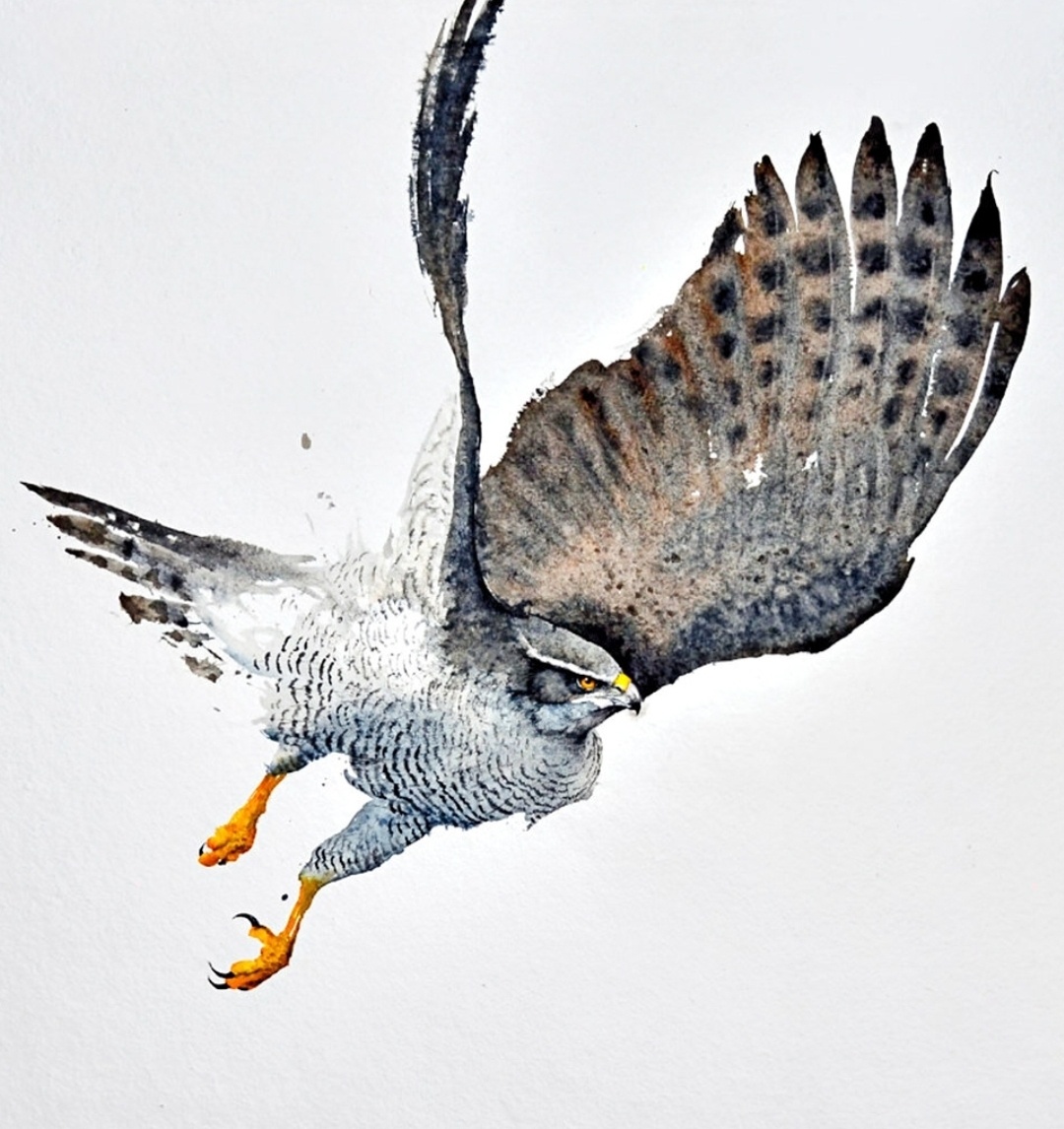 Птицы художника  Карла Мартенса