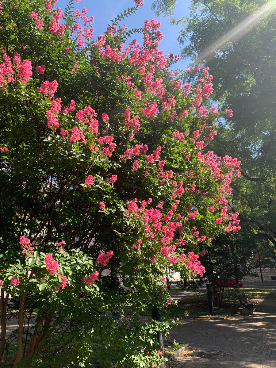 Личный архив. В нашем дворе цветет такая красота. 