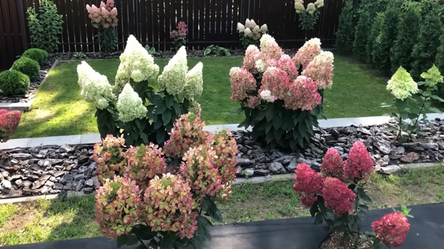 Провожу осеннюю обрезку по дедовской схеме за 15 минут. Гортензия цветет в 3 раза пышнее без химии