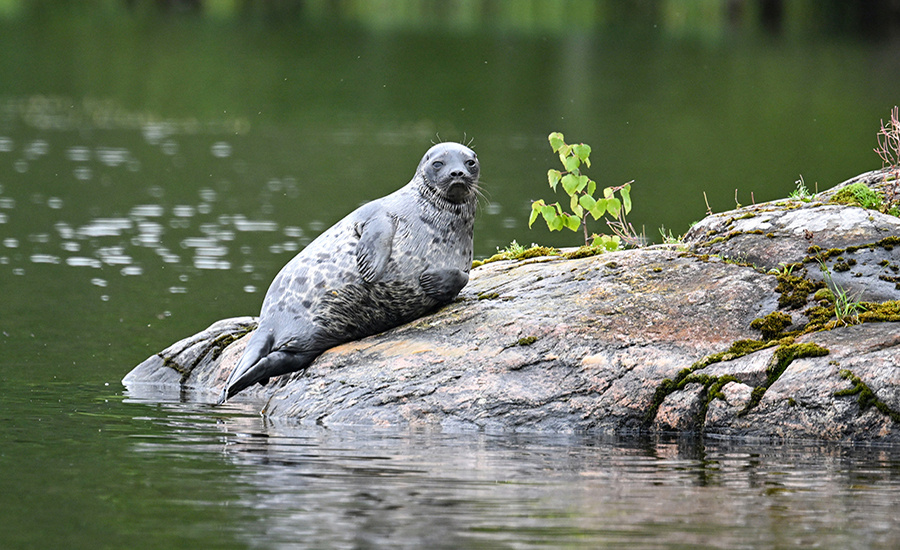    © Максим Богодвид/РИА Новости