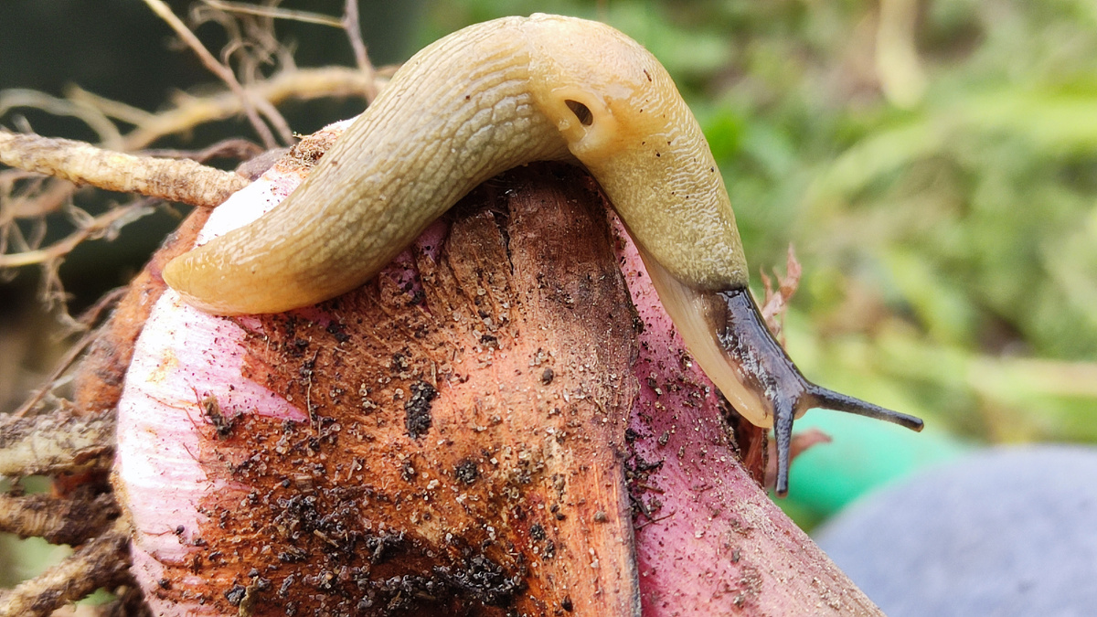 Знаете ли вы, что слизни на вашем участке - это настоящие супергерои сада, особенно испанские.