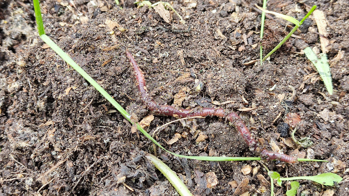 Слизни улучшают структуру почвы не хуже земляных червей! Они питаются остатками растений и грибков, превращая их в ценнейший компост.