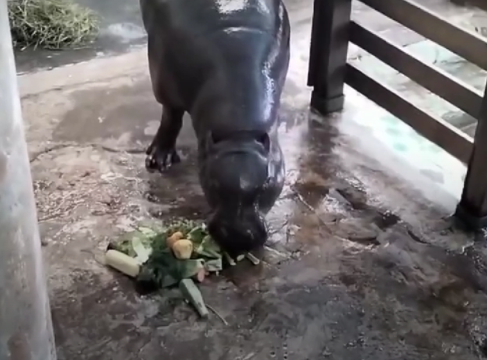 Скриншот из видео из открытых источников