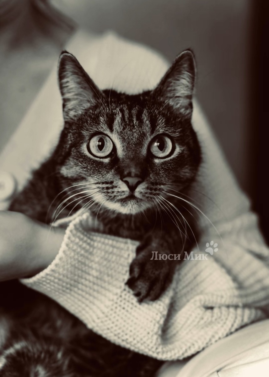 Звезда Люси