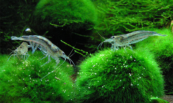 Креветки Амано на шариках кладофоры. Фото из открытых источников.