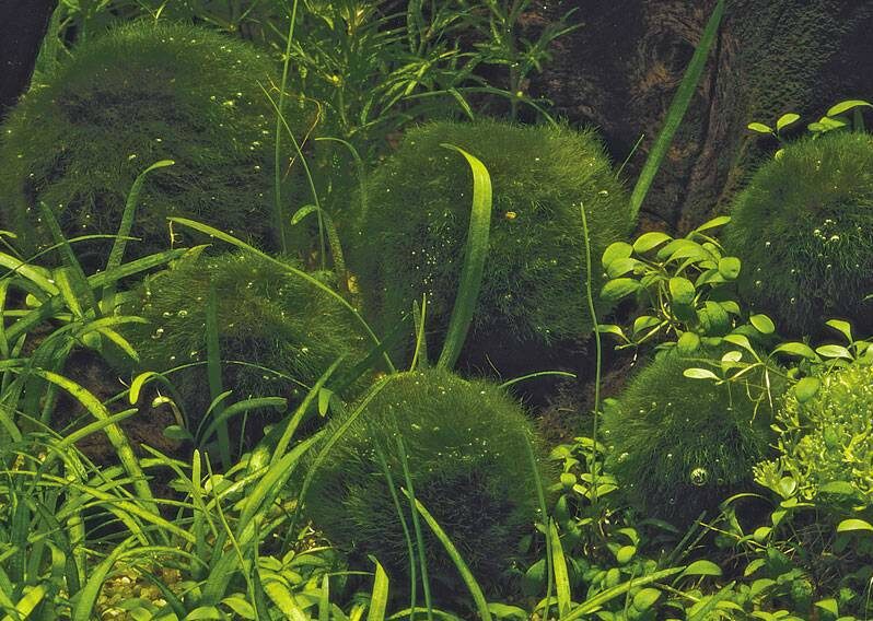 Не обращала внимания на эти зеленые шарики, пока не стала использовать их как замену аквариумному фильтру. Фото из открытых источников.