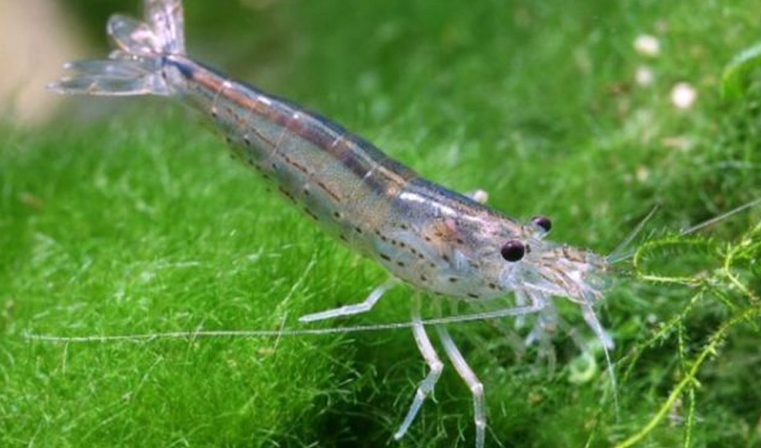 У креветок своеобразная пластика. Очень интересно наблюдать. Фото из открытых источников.