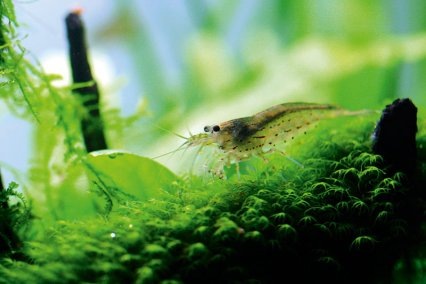 Размер взрослой креветки не более 5 см. Она полупрозрачна, даже не сразу заметишь. Фото из открытых источников.