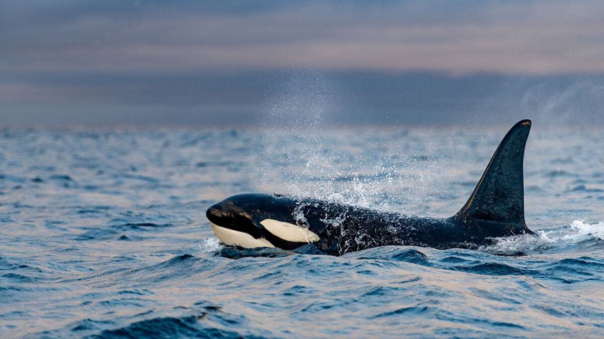    Фото: Shutterstock