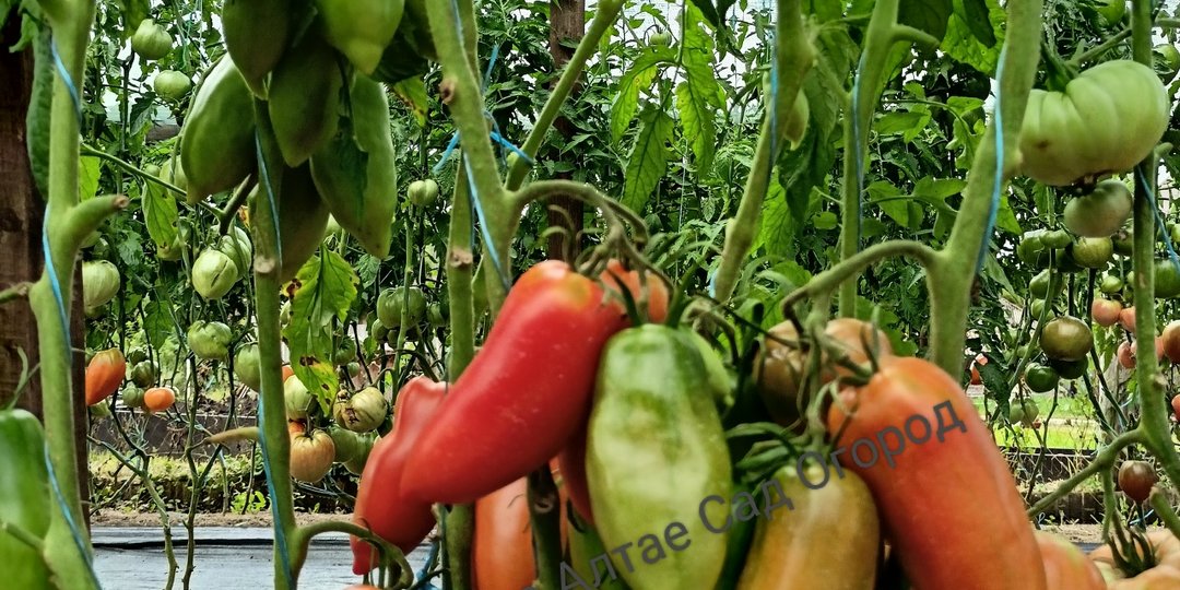 Коллекционные сорта томатов из каталога