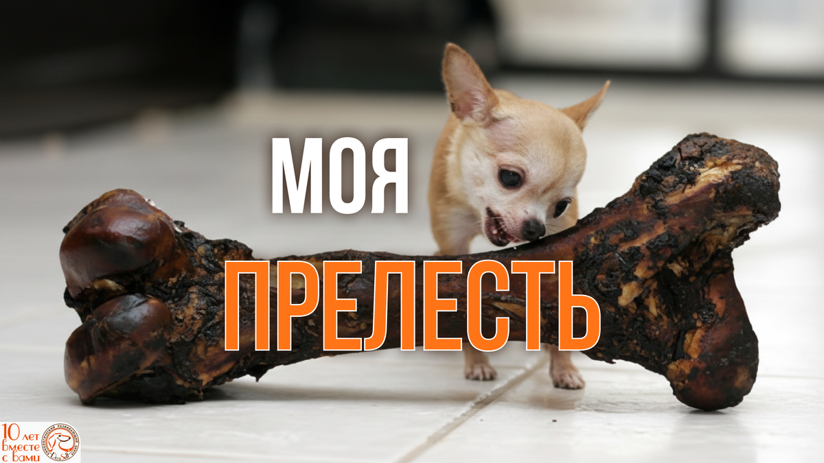 Моя Прелесть! Иногда самое желанное лакомство — самое опасное | Щенок чихуахуа одержимо грызет огромную кость | Изображение: DogSelf