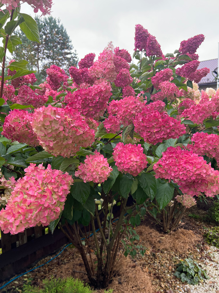 Фрейз мельба