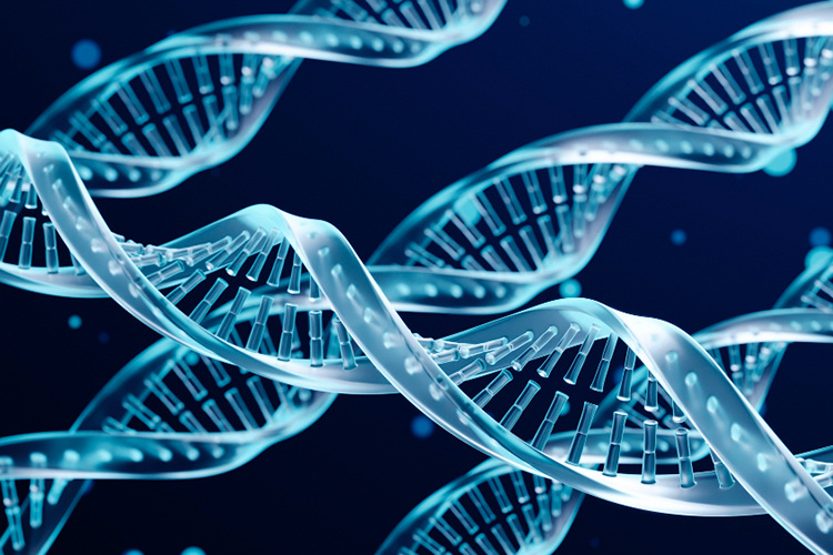    Ученые из Стэнфорда и Института Arc в Калифорнии впервые создали полностью сгенерированные ИИ геномы вирусов, способные функционировать. С помощью языковой модели, обученной на 2 млн геномов бактериофагов, ИИ предложил новые генетические коды.   
Фото: ru.freepik.com