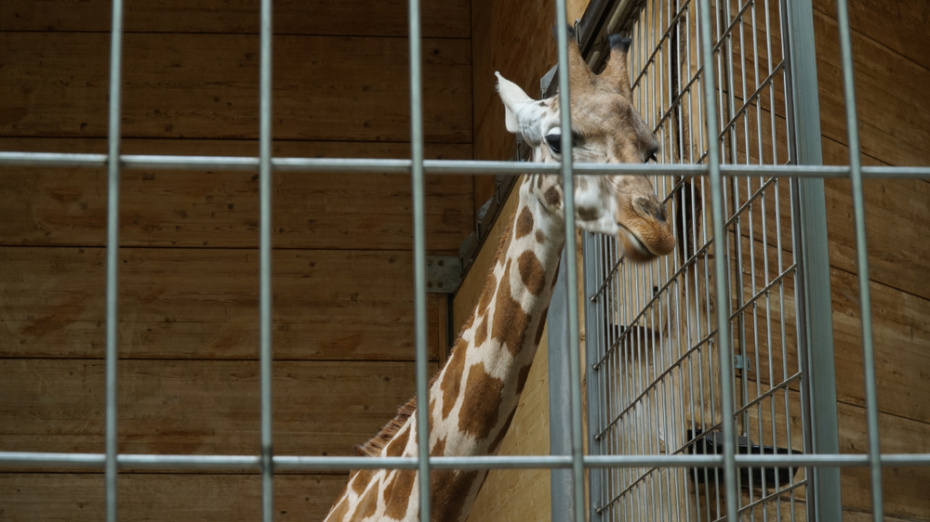    Shutterstock/FOTODOM