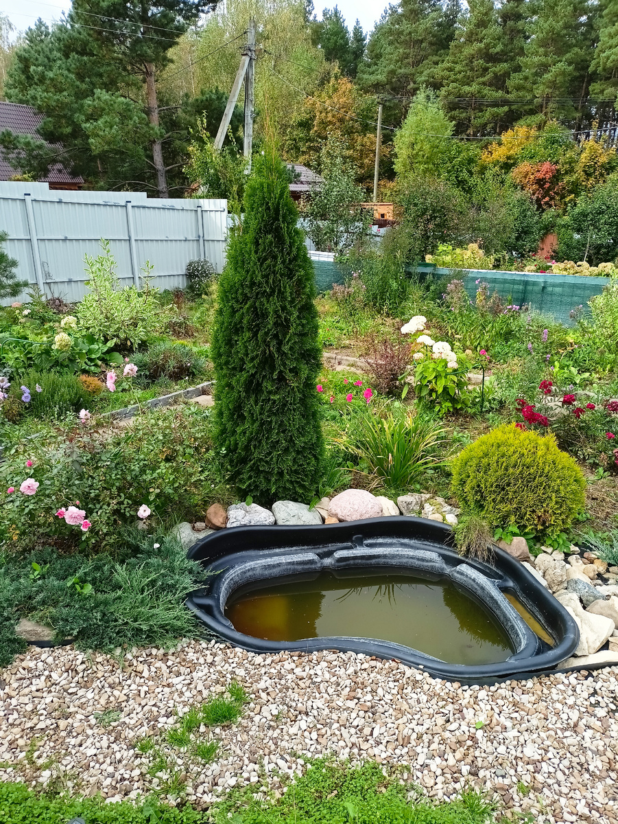 Расположились вокруг прудика      Дальше меня одолела любовь к соснам ,несмотря на то, что на участке уже росли две 20-летних сосны .  Ещё 5 обычных сосен было посажено  из горшочков