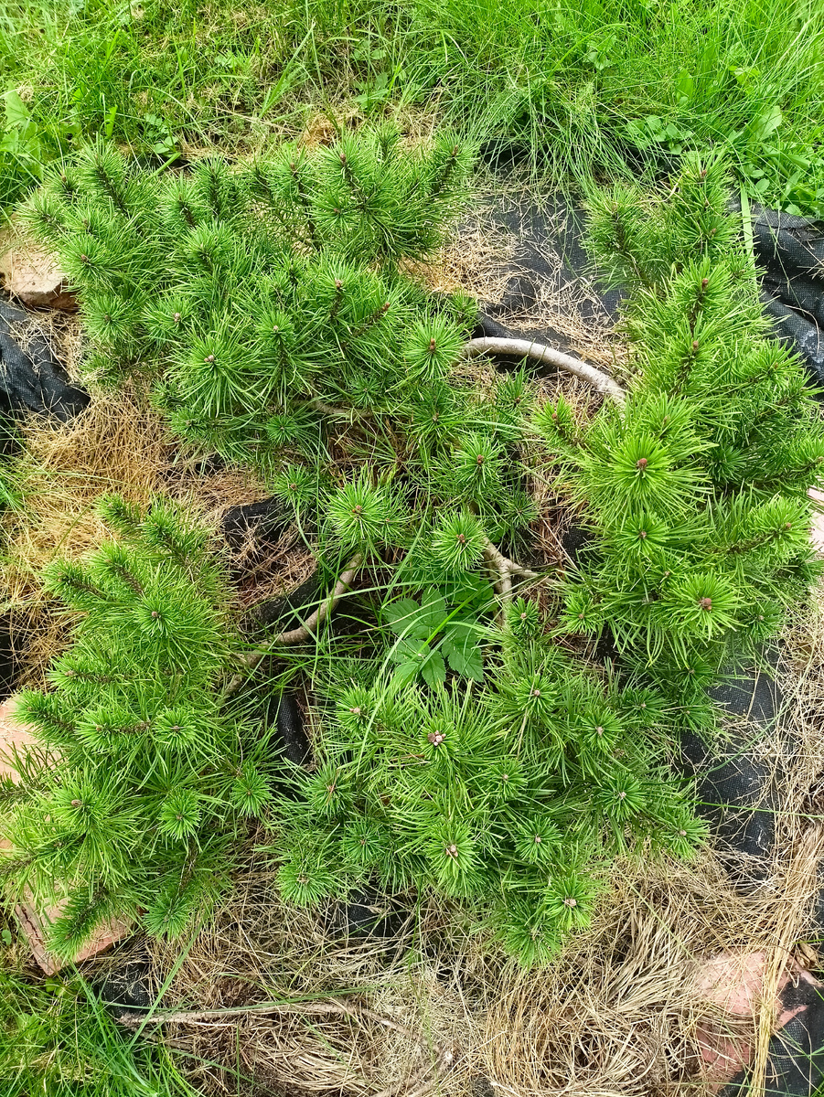 Мугус -Диаметр около 70см