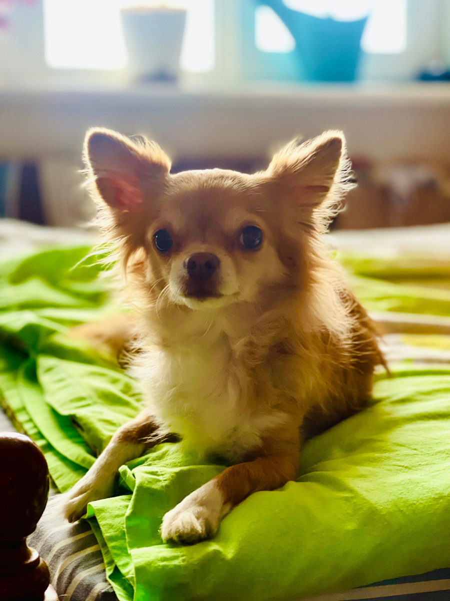 Карамелька - мамина любимица, а так же мой аллерген 🙂