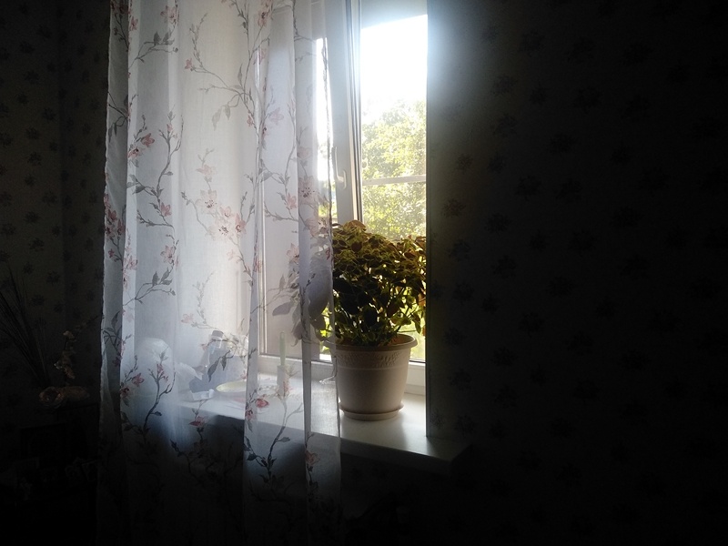 Окно спальни. Каждое утро находила на сетке комаров