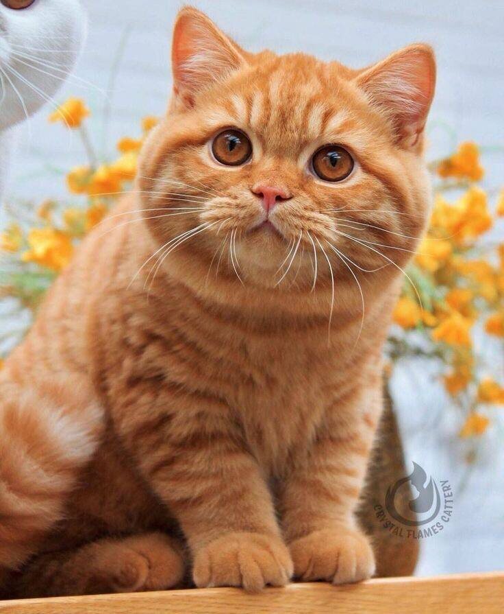 Красный солид, британский кот