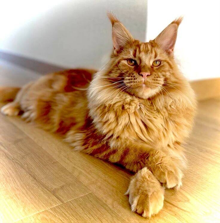 Красный солид, Мейн Кун