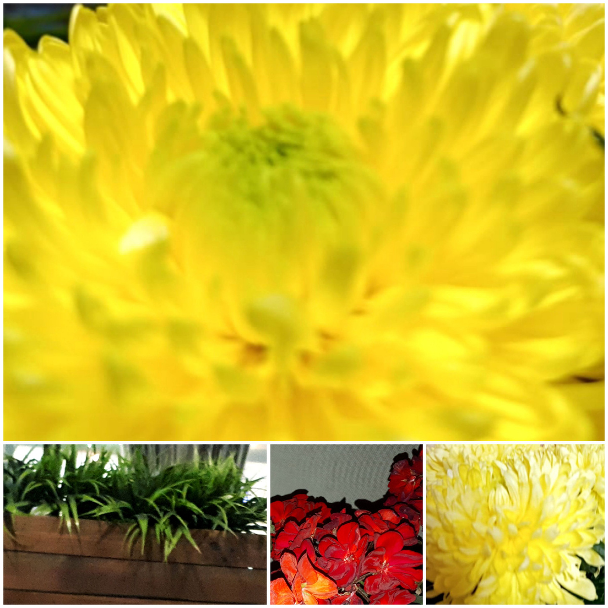 Коллаж автора 19.09.2025г.