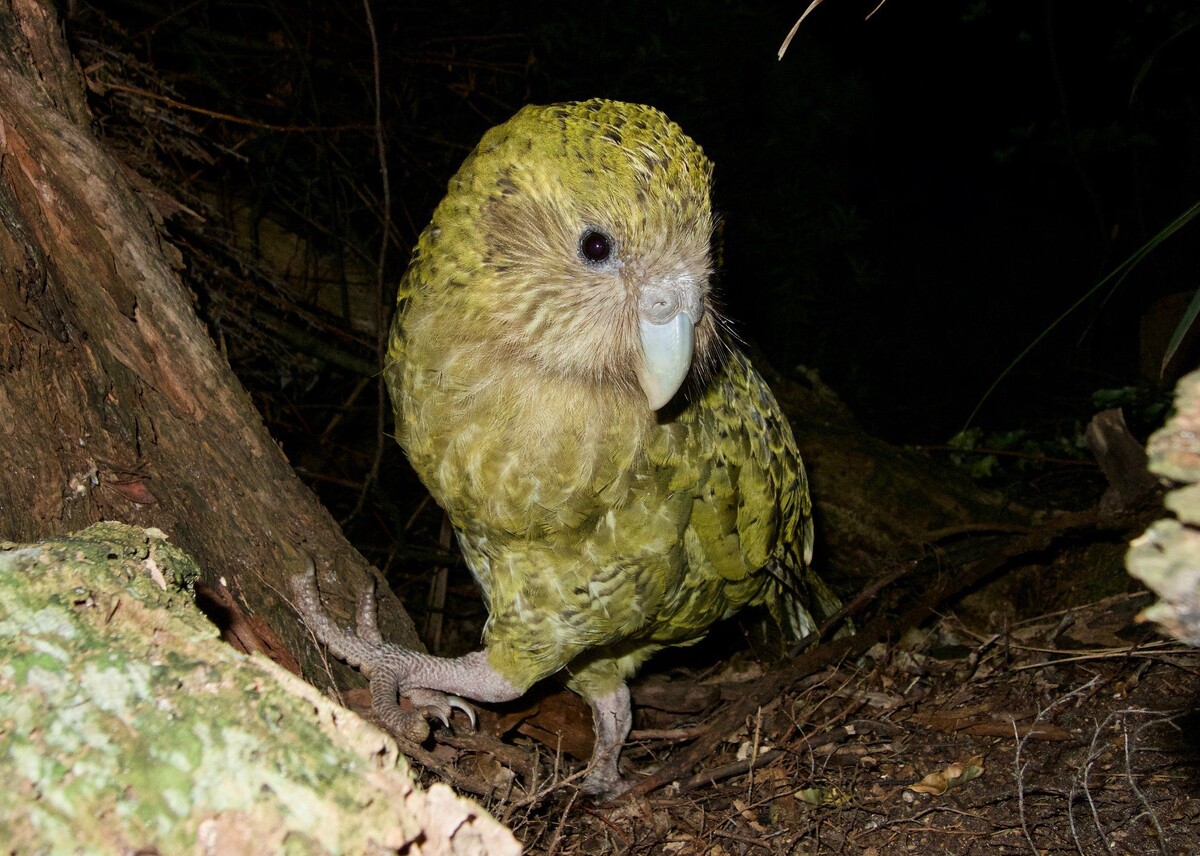 Встретить такого ночью в лесу может быть немного жутко...