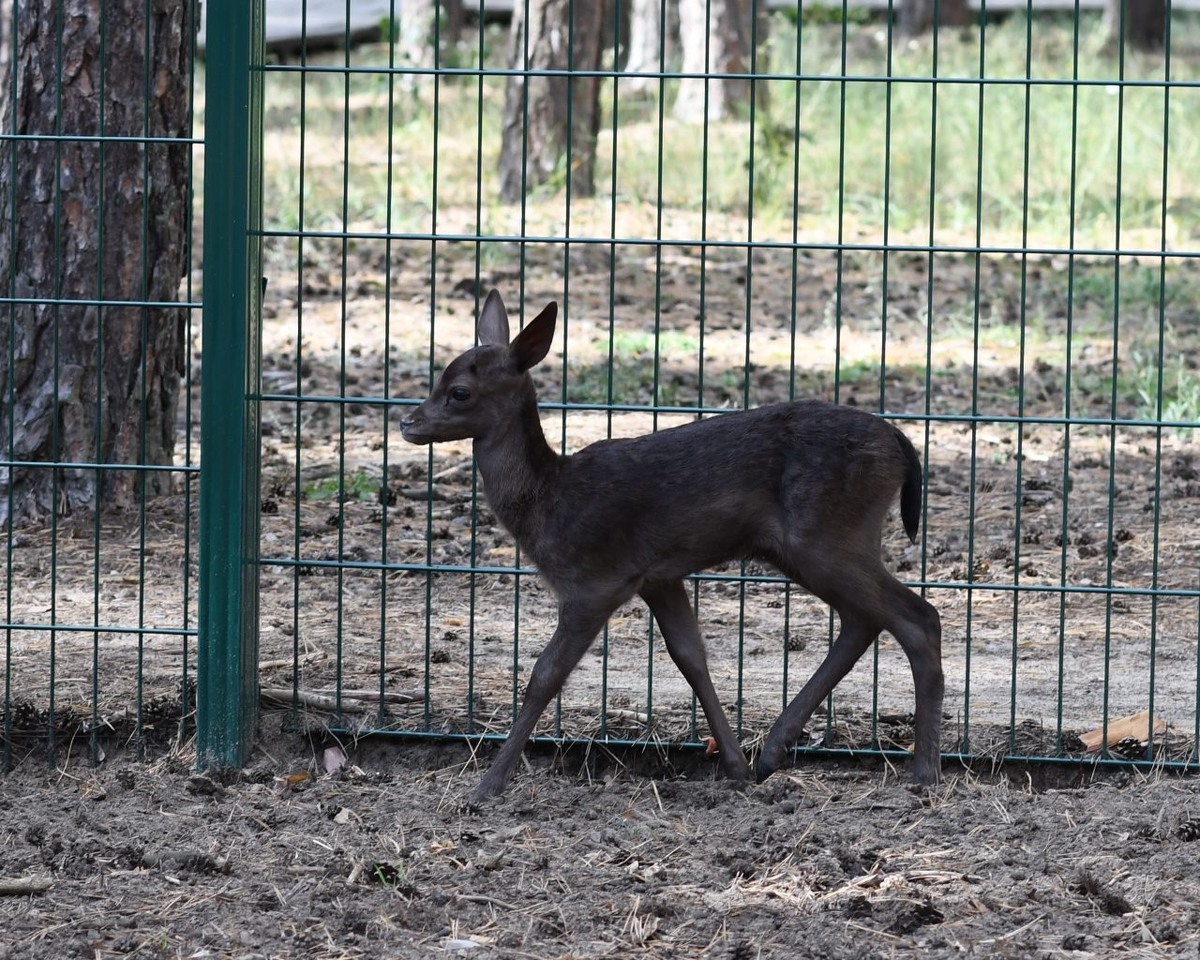     Фото: https://vk.com/zooparkvrn
