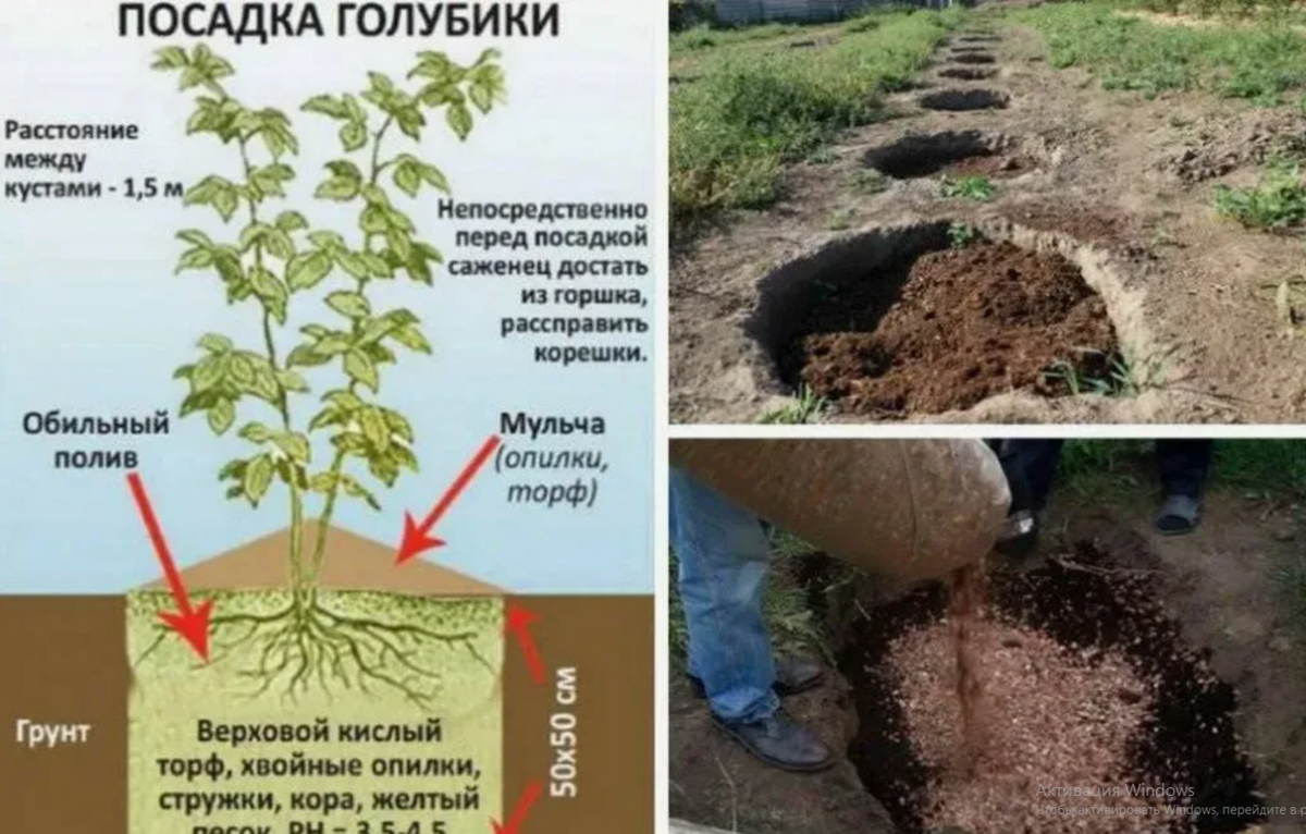 осенняя посадка саженца голубики