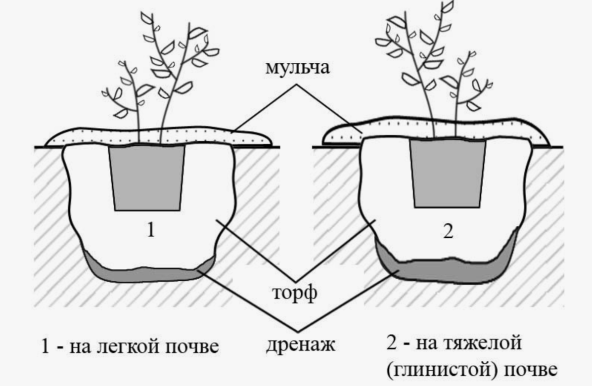 посадка голубики в разные виды почв