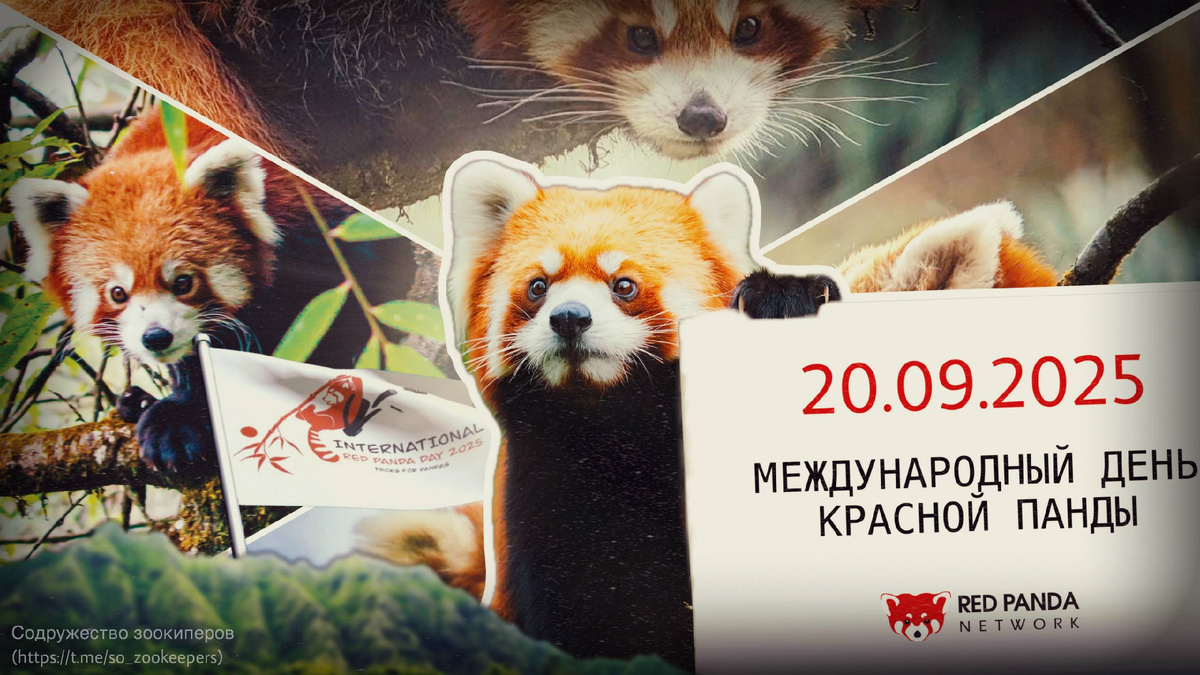 Автор коллажа Mr. Fulgens