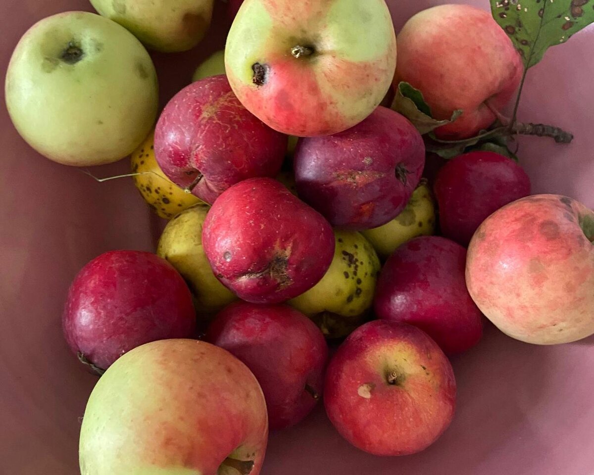 Настоящие яблоки из сада,без химикатов