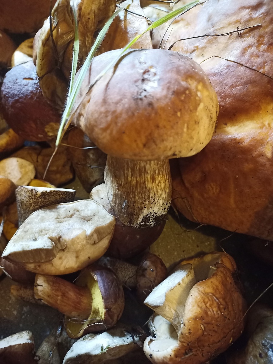 А это моя добыча))