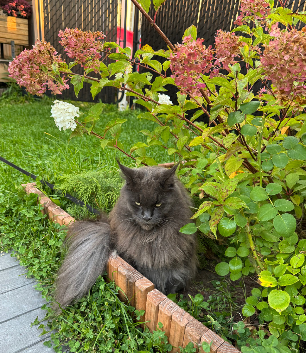 Какое есть, извините