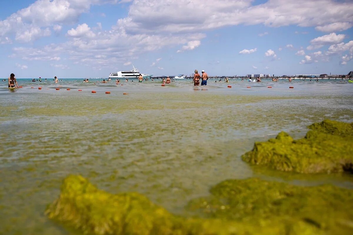 Эвтрофикация: избыток азота и фосфора подстёгивает «цветения», а глубины получают ещё меньше кислорода