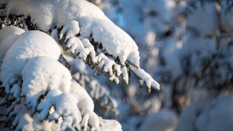    Фото: Андрей Ткачев/«Ямал-Медиа»