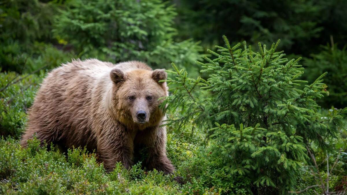    Фото: Volodymyr Burdiak/Shutterstock/Fotodom