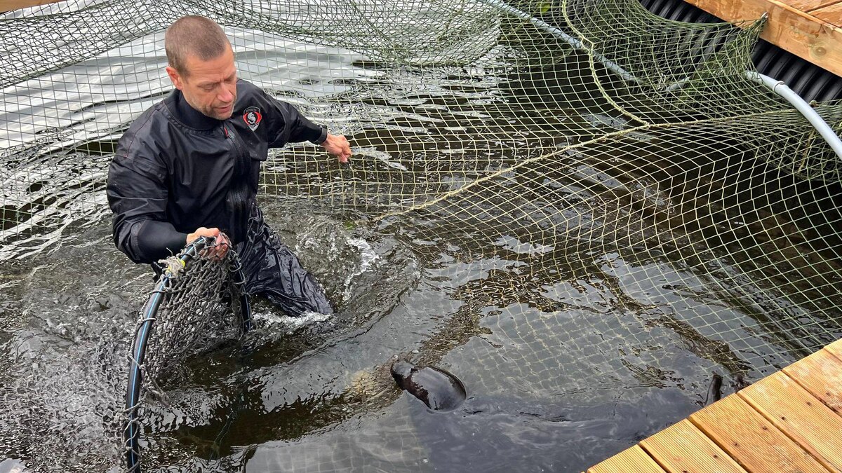    Фото: t.me/sealresque