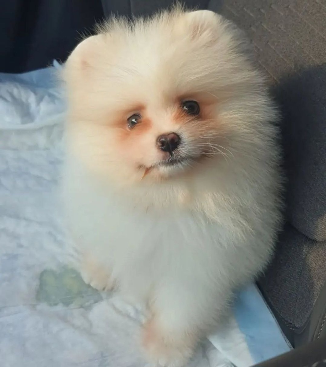 Первый день вместе с Джонни. Он - совсем еще малыш, поэтому и пеленка пошла в дело сразу:)