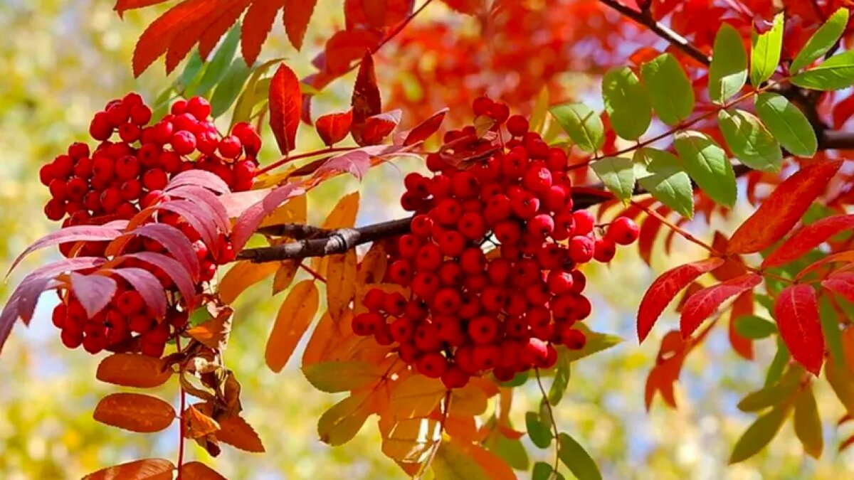 Изображение из открытых источников