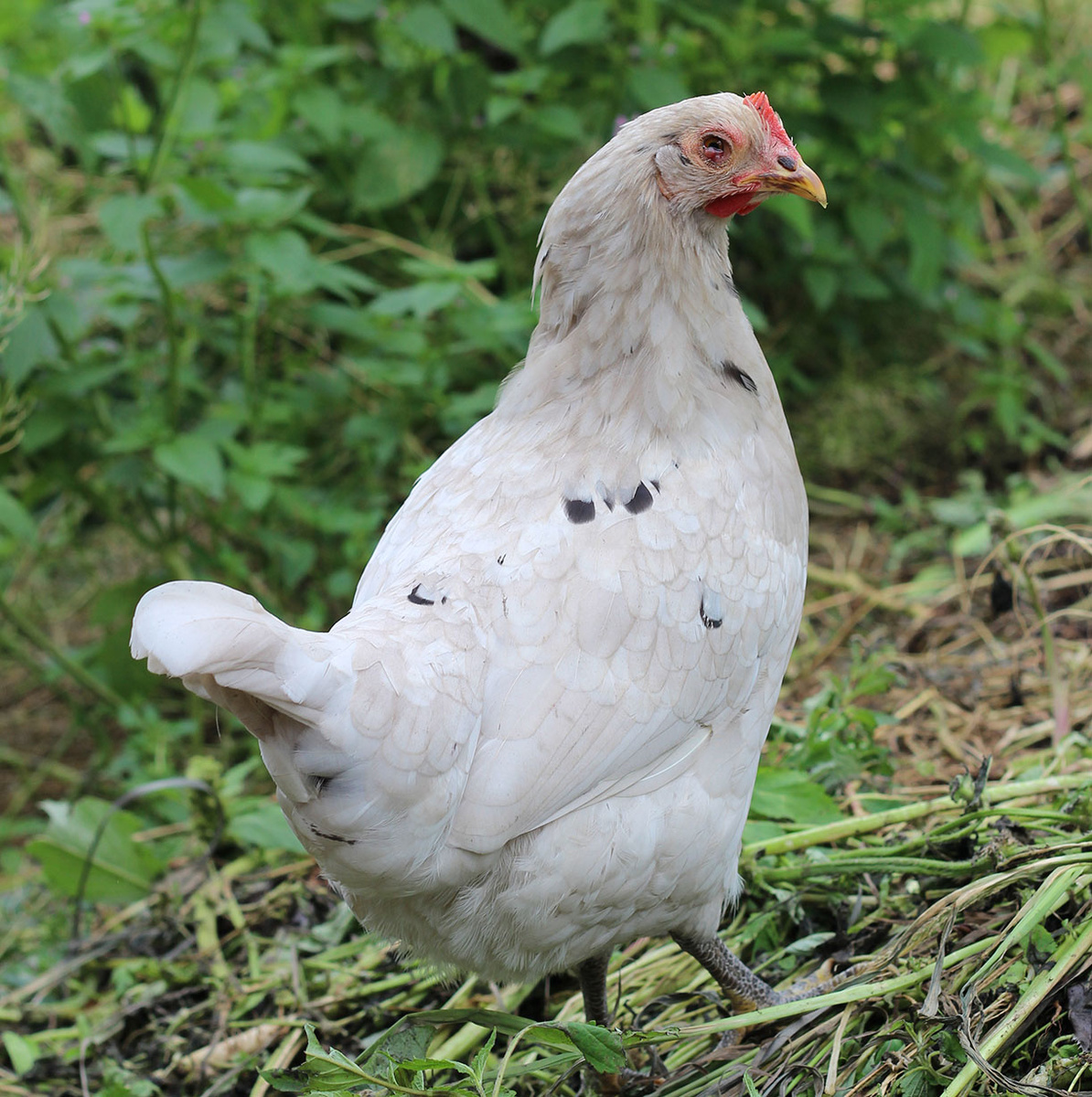 тыжмать пернатая