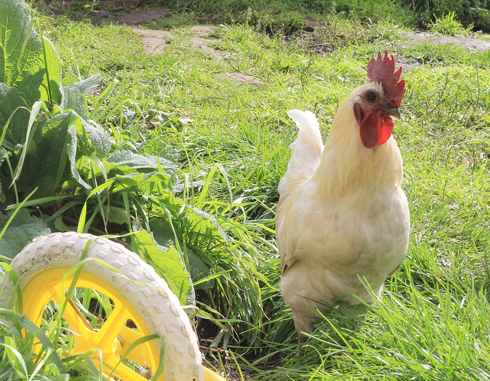 молодой петух, гроза женских голов