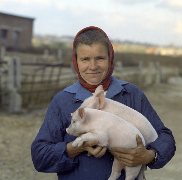 В каждом совхозе и колхозе люди трудились и это обеспечивало стабильность сельского хозяйства в СССР