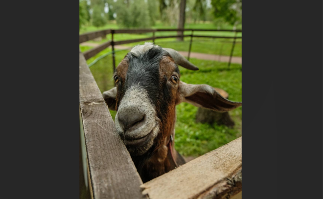    © пресс-служба музея-заповедника «Гатчина»