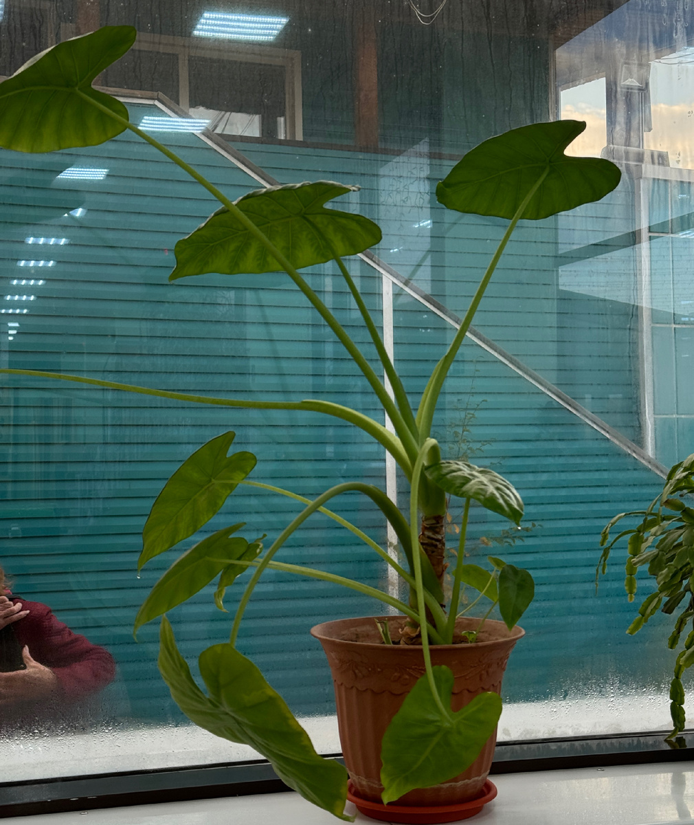 Та самая алоказия в магазине, сорт мне точно неизвестен 