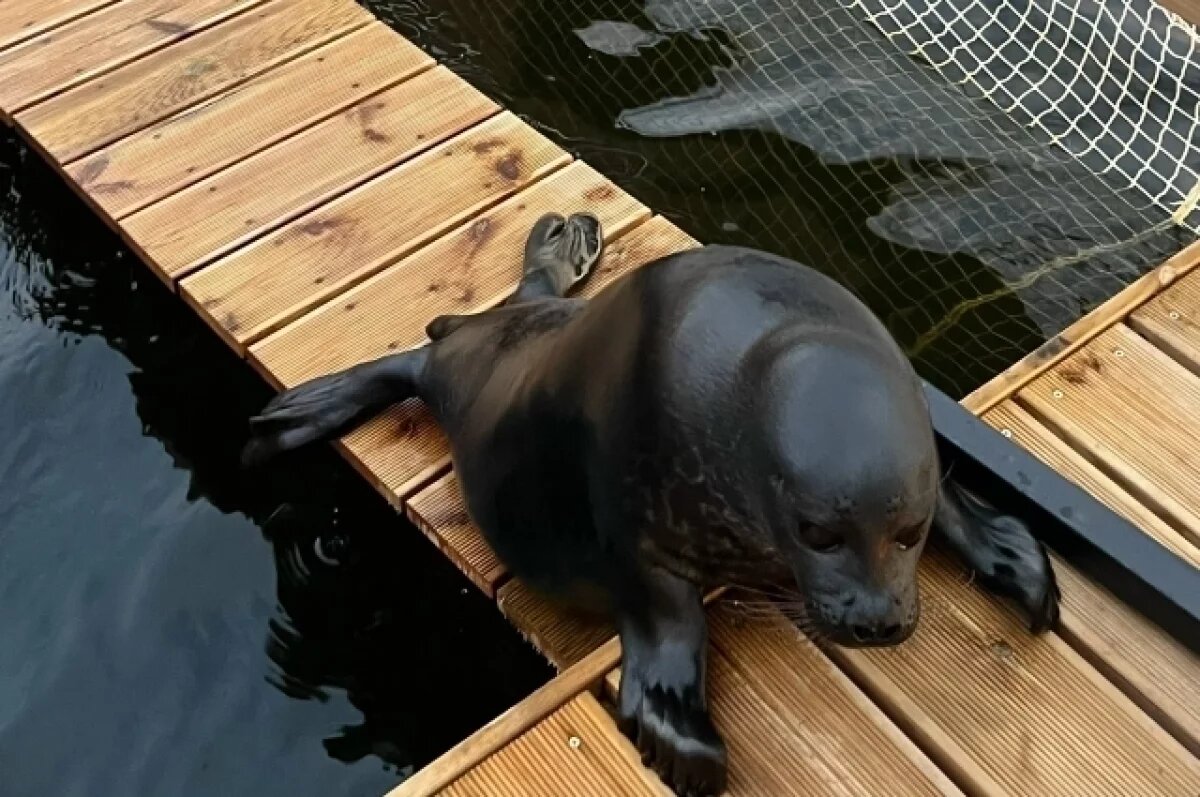    Самцов нерпы Шлиссика и Крошика вернули в центр реабилитации