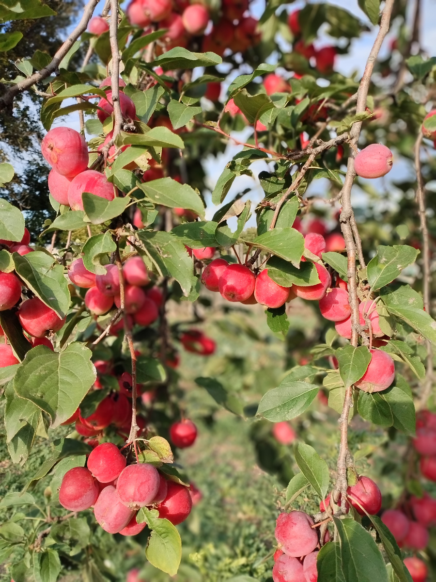 Ранетки фото @nellielisova