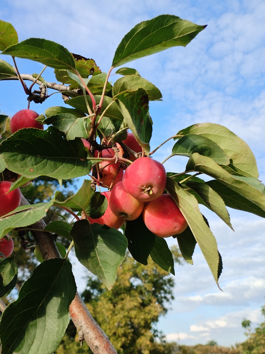 Ранетки фото @nellielisova 