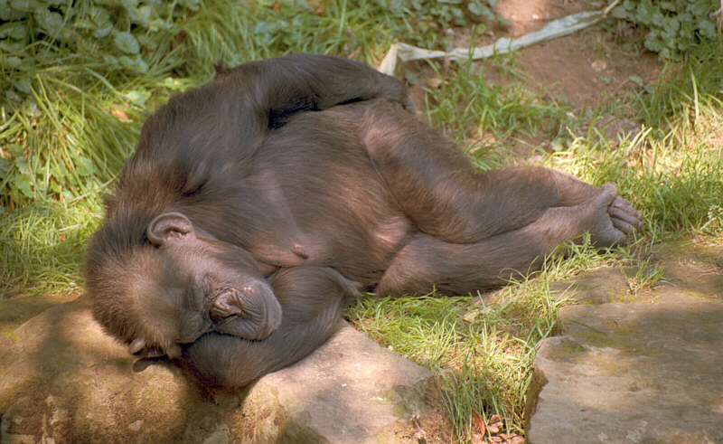 Фото с сайта: https://www.yaplakal.com/forum13/st/0/topic252384.html