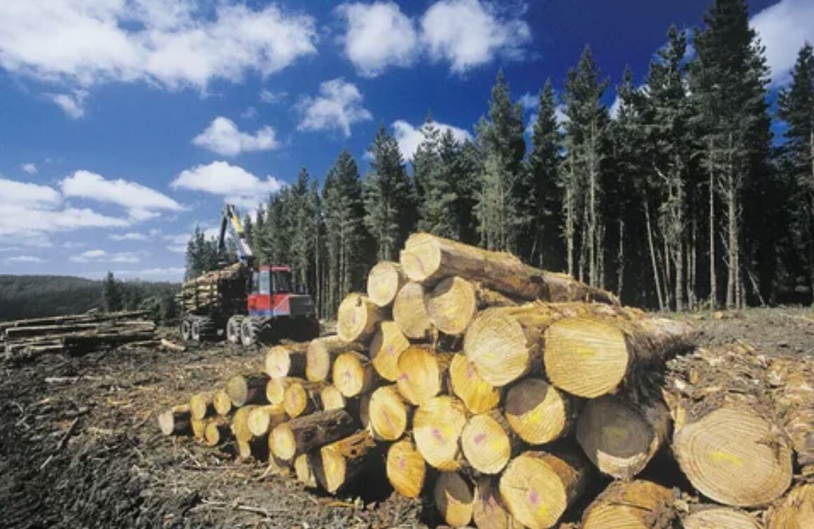 Дремучая тайга, где работают на заготовке леса.